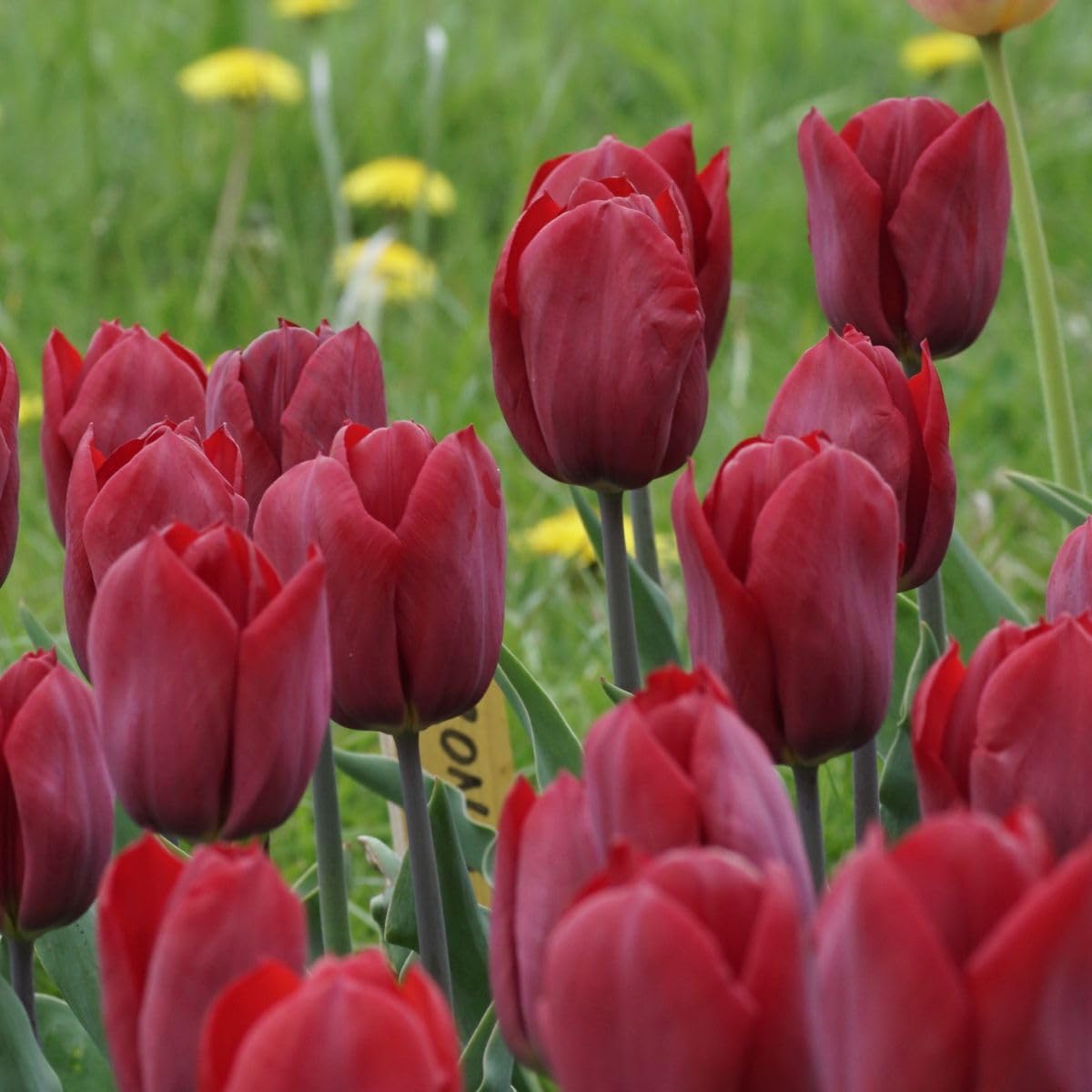 Tulipa Strong Love - BIO 50 Tulpenzwiebeln aus Holland