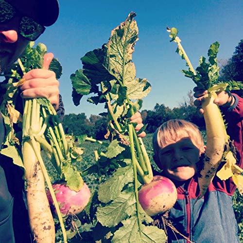 Brassica Blend For Deer