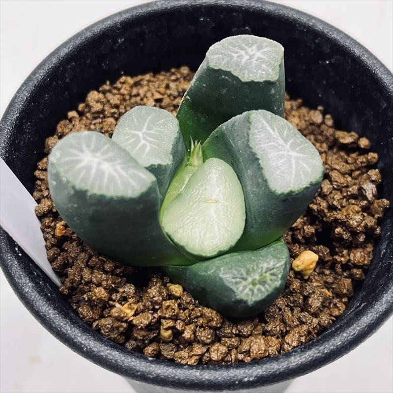 Amazon｜多肉植物：ハオルチア 特選万象 Y-10*｜観葉植物 オンライン通販