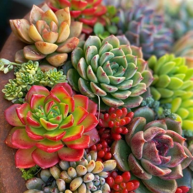 Miniatura 4 de Paquete de 5 plantas suculentas coloridas, maceta de 2 pulgadas, plantas suculentas surtidas vivas para el hogar, oficina, regalos