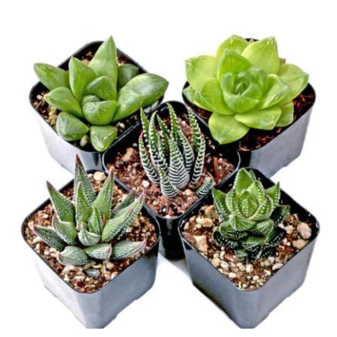 CAPPL Haworthia Set of 5 Succulents (Any 5 Plants)-picture-27