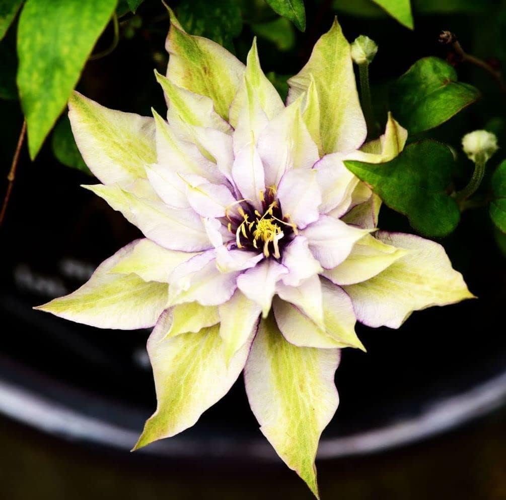 50 Pcs Clematis Flower Seeds - Climbing Perennial, Color Mix, For Garden & Pots