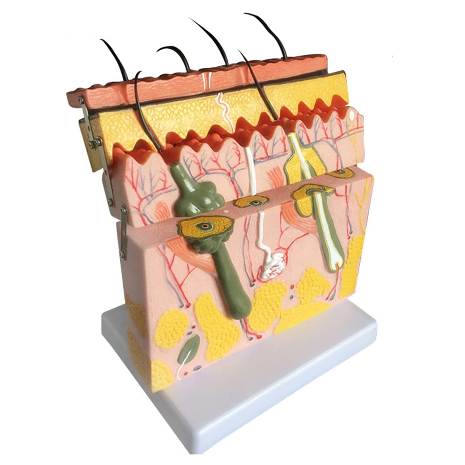 Buy Medical Educational Model, Human Skin Tissue Structure Model, Skin