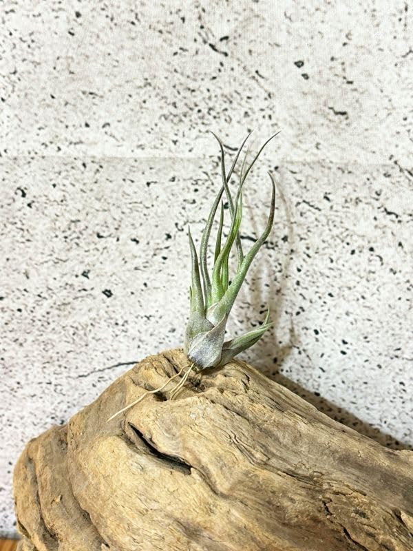 Amazon.co.jp: Frontier Plants チランジア セレリアナxブルボーサ T