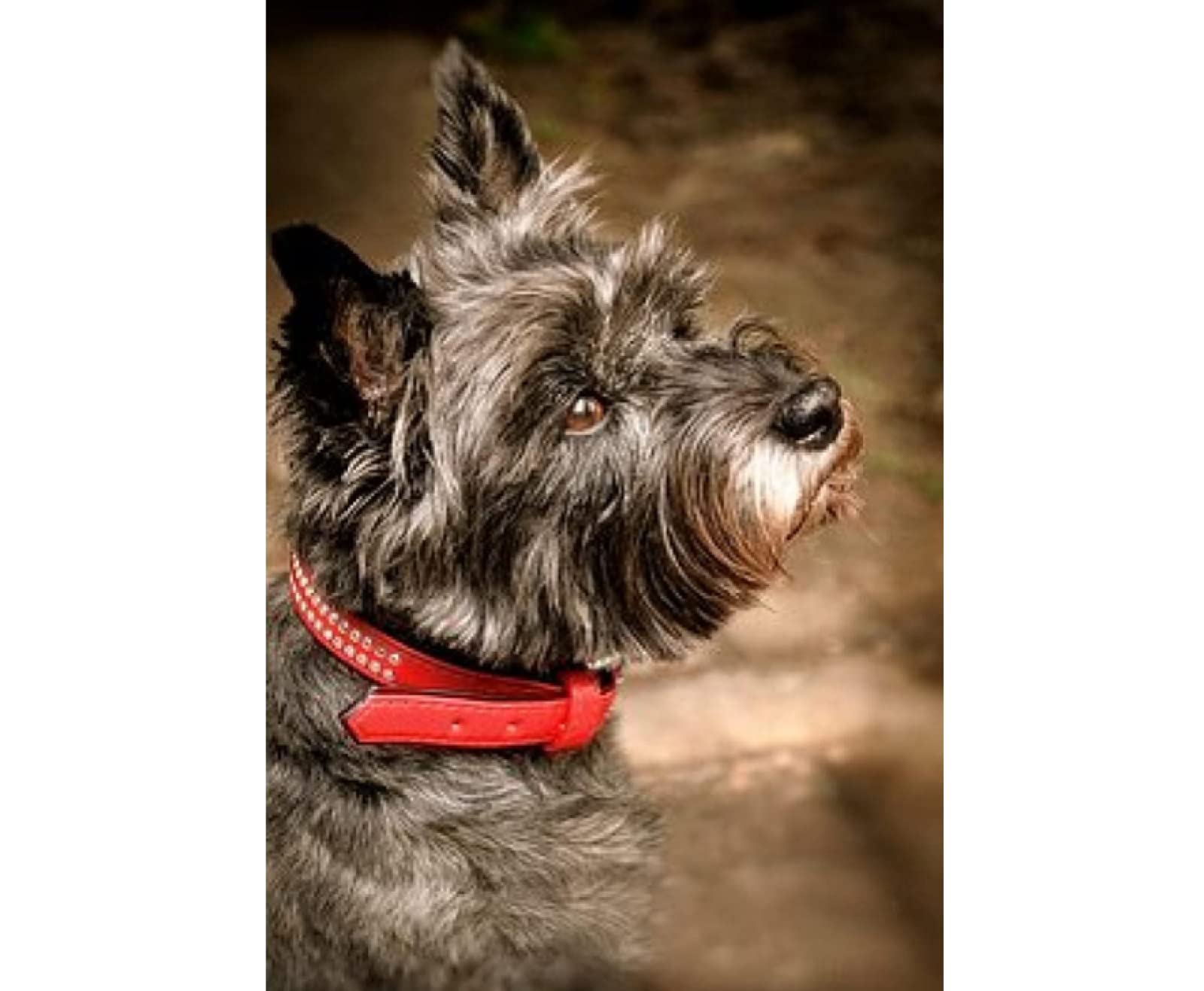 Nprzm H026 Diamond Painting,Cairn Terrier Dog,5D Diamond Art Kits For Adults,Mosaic Crystal Craft Kits For Home Wall Decor 30X40cm