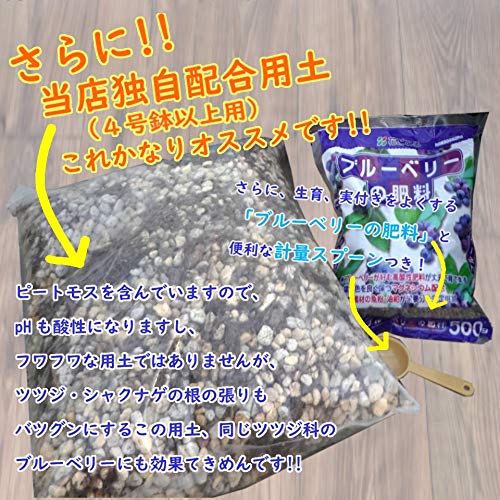 ブルーベリー苗　11本セット ブルーベリー苗 11本セット 苗 ブルーベリー セット」の人気商品