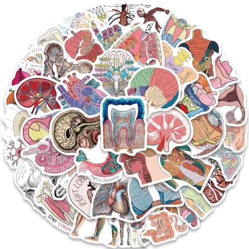 Anatomy Stickers |50Pcs Human Body Organ Waterproof Vinyl Decals for Water Bottles Bicycle Laptop Refrigerator Luggage Computer Mobile Phone Skateboard Bike Decor - Thumbnail 2