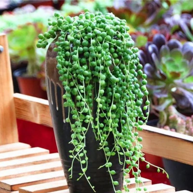 String of Pearls Plant Live, enredadera suculenta rastrera, planta de interior viva rara en maceta