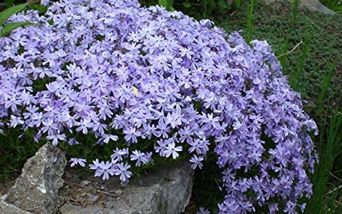 Planta viva rastrera Phlox Azul, 3 plantas vivas