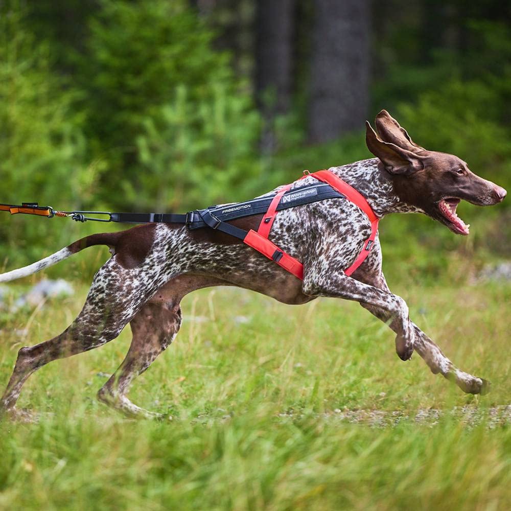 Non-Stop dogwear Freemotion - Arnés 5.0 para Perros, para Deportes como Correr, Ciclismo y esquí con Perros, arnés Profesional Ajustable para Perro, Azul/Gris, Talla 8