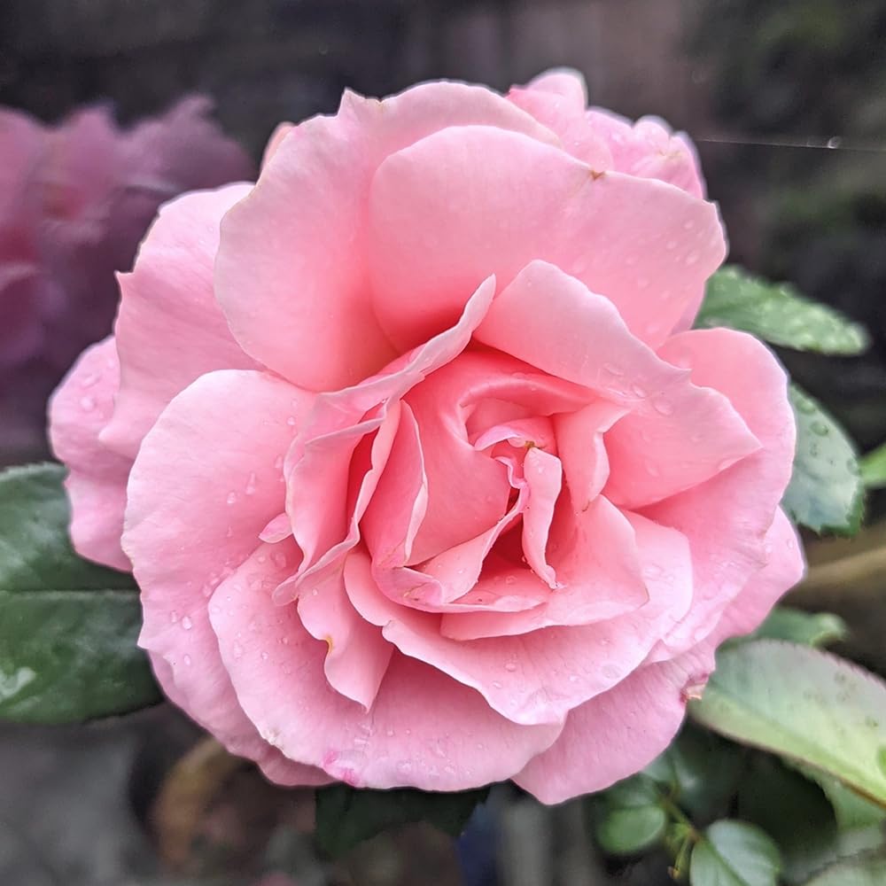 YouGarden Harkness 'Fab at 40' ® Birthday Rose, 4 Litre Pot, Soft Pink Celebration Roses, Ready to Plant Bush Rose, For Pots, Beds, and Garden Borders