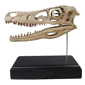 木彫 恐竜 バンビラプトル 頭骨模型実物大12cm Amazon.co.jp