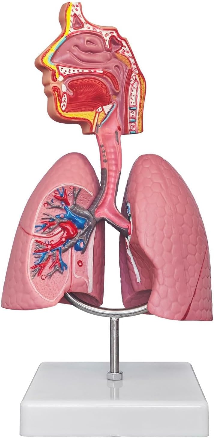 SFXYJ Nasal Cavity Throat Lung Anatomy Model, 1/2 Life-Size Human Head Larynx Respiratory System Organs Model with Product Manual Card PVC Base for Medical Physiology Teach Education Display Research