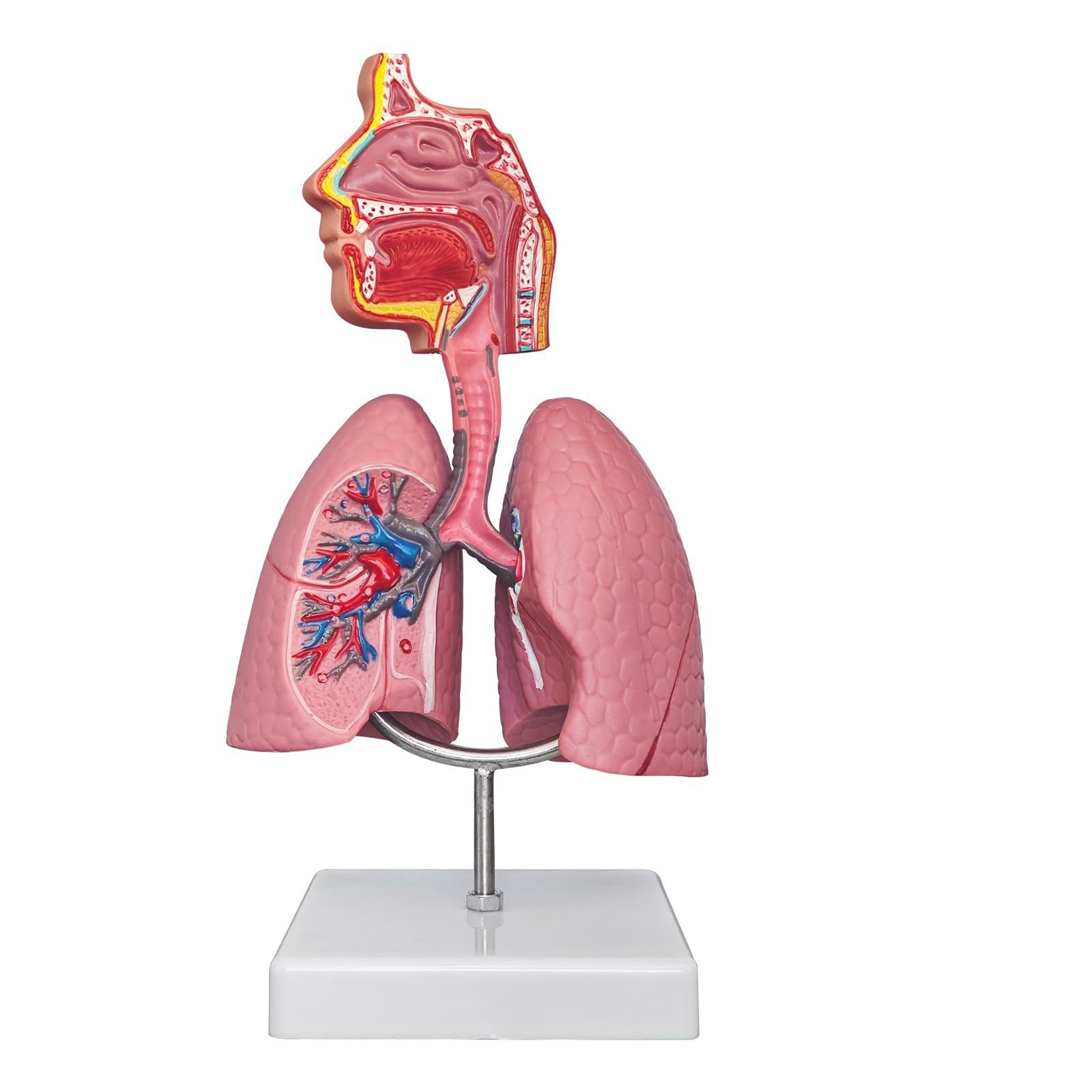 Modèle de système respiratoire AMITD demi-taille pour l'éducation médicale et l'étude des organes