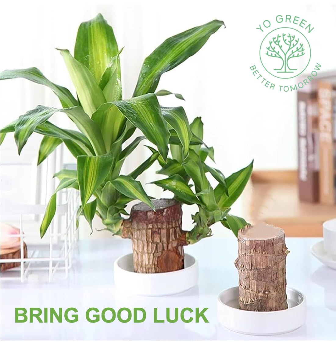 Yo Green Lucky Brazilian Wood Plant for Living Room - Healthy Indoor Feng Shui Plant, Low Maintenance Air Purifying Decor (Pack of 1 No Pot) 2