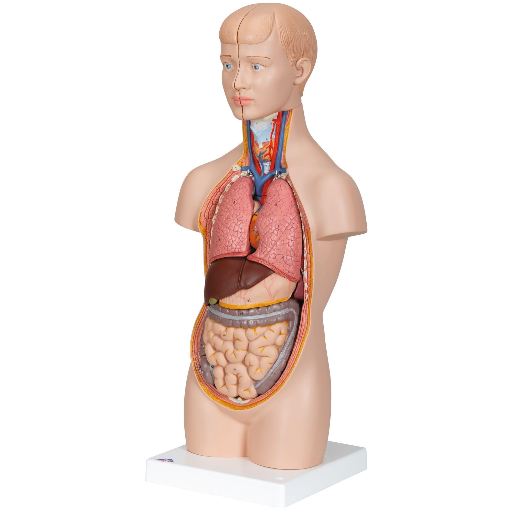 3B Scientific B22 Mini Torso, in 12 Parti + software gratuito di anatomia - 3B Smart Anatomy