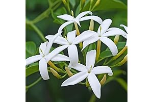 2 Live White Jasmine Plants Indoor Jasmine Plants Live