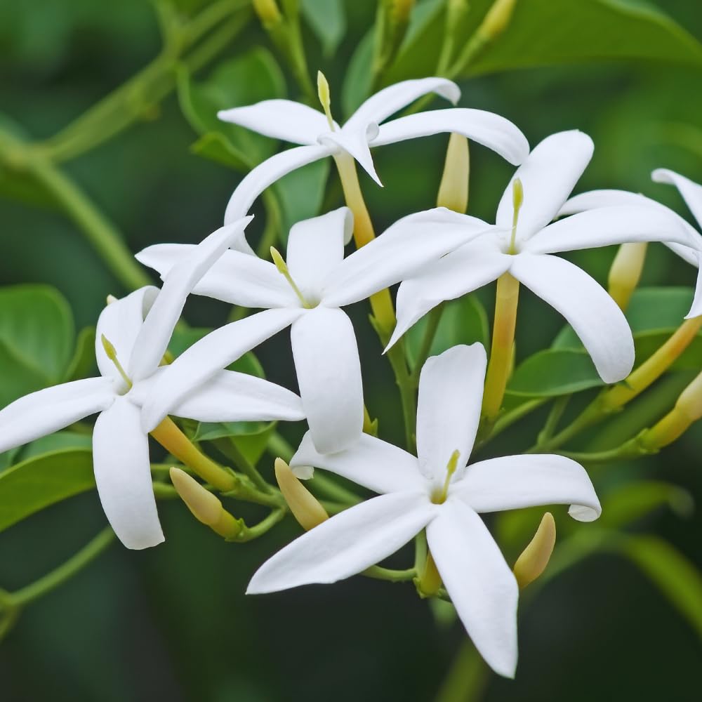Jasmine♪❤️ Amazon.com : 2 Jasmine Plants Live, Jasmine Flower Plant