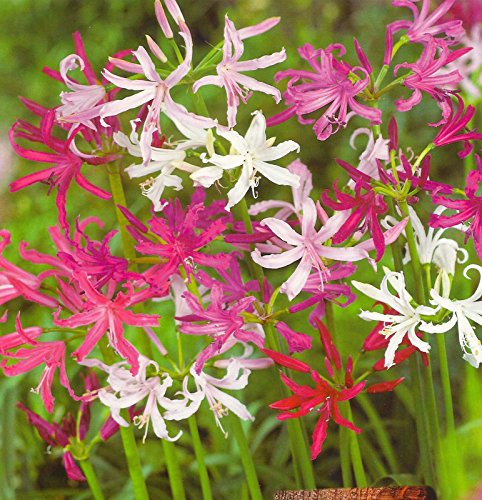 Nerine Bowdenii 'Mixed' WPC Prins Quality Bulbs/Tubers Value Pack x4