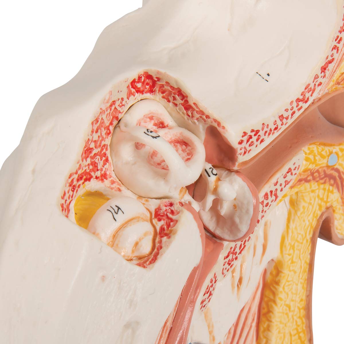 3B Scientific E12 Modello di Orecchio da Scrivania, Ingrandito 1,5 Volte + software gratuito di anatomia - 3B Smart Anatomy