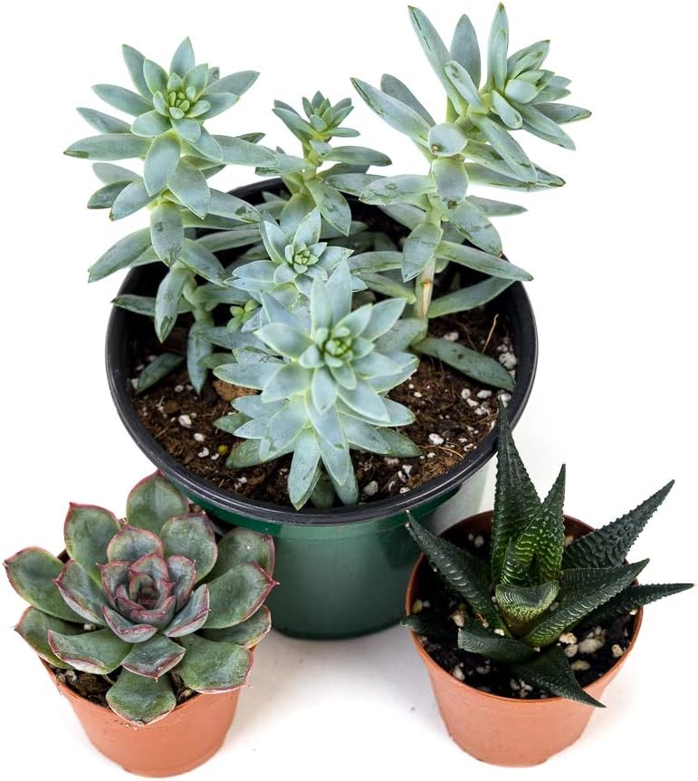 Josh's Frogs Desert Plant Kits for Arid Bioactive Terrariums (Extra Small)