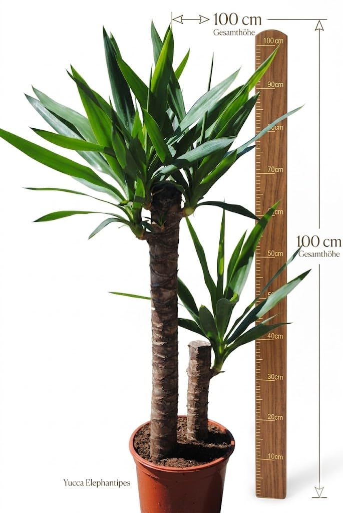 Yucca elephantipes 100cm | 2 Stämme | Palmlilie Zimmerpflanze Büro XXL Stamm
