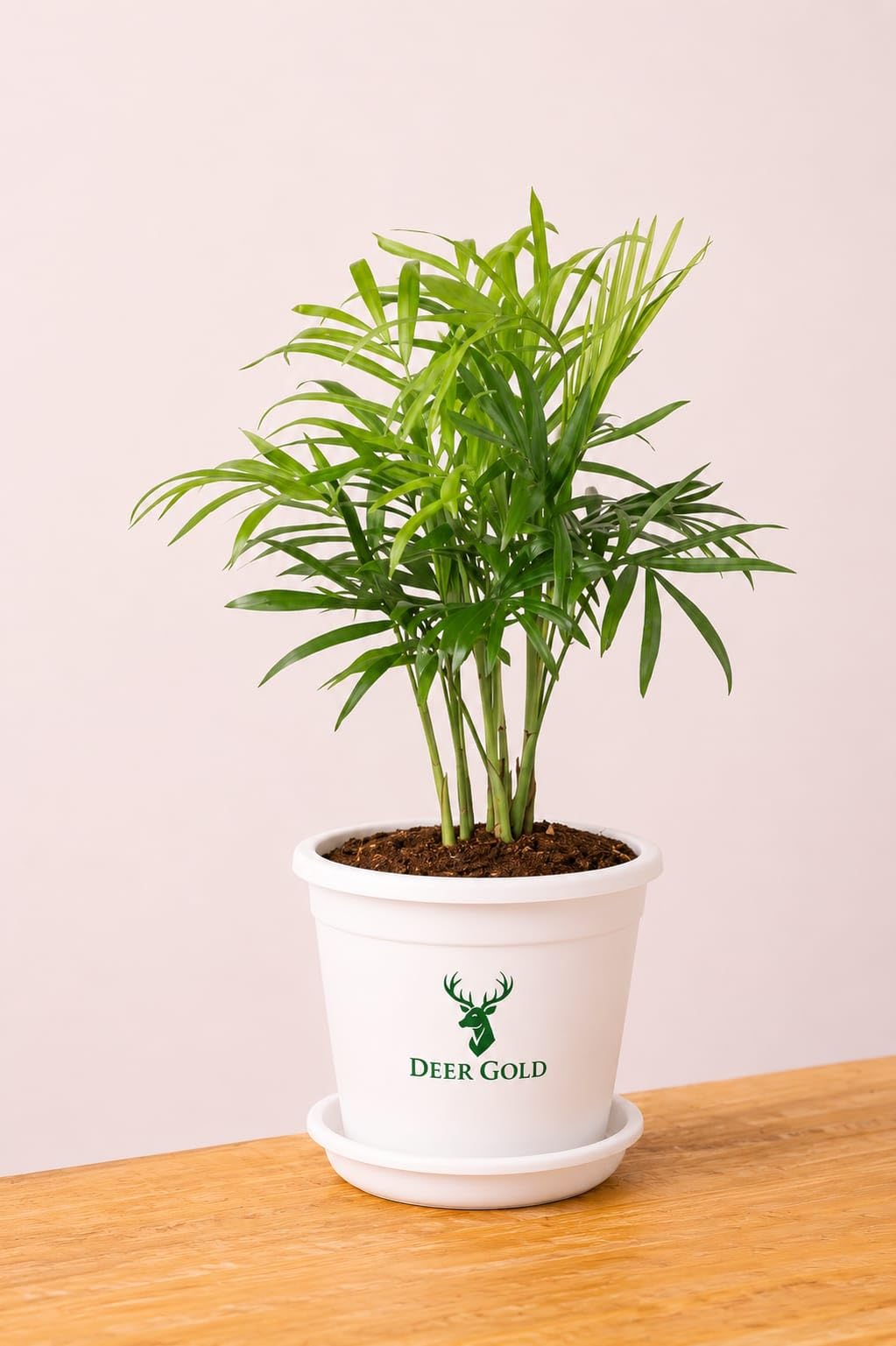 Parlor Palm Live Indoor Plant with White Pot & Drain Tray | Air Purifying Houseplant | Low Maintenance Decorative Plant for Home & Office-picture-36