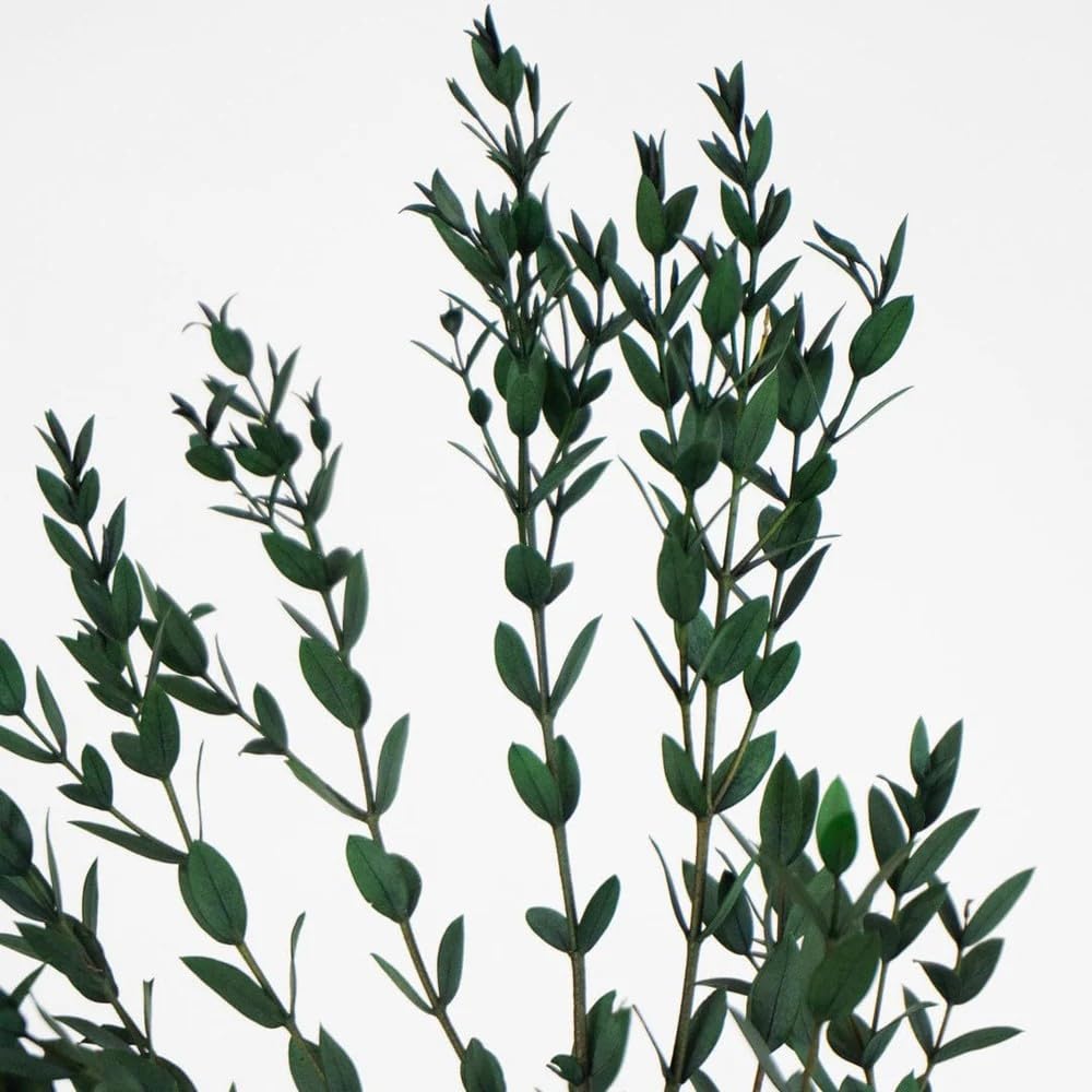 BLAINE Parvifolia Verde Preservado Decoración Ideal para Ramos de Flores Secas con Hojas Naturales Que No Necesita Mantenimiento 70 cm