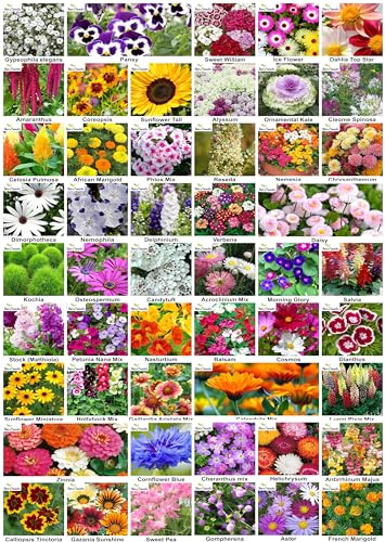 Image of Aero Seeds Combo of 50 varieties flower seeds with instruction manual.
