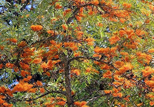 Creative Farmer Grevillea Robusta Silkoak Tree Shrub Plant Seeds Seeds Kitchen Garden Seeds Pack