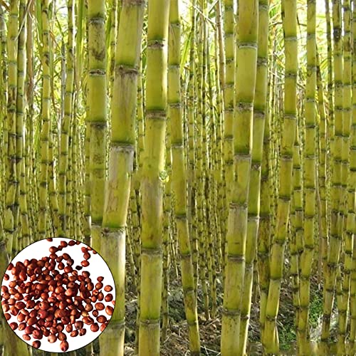 Benoon 200pcs Semillas de caña de azúcar, semillas de caña Productivos comestibles nutritivos de crecimiento rápido Sabrosa de caña de azúcar para huerta Verde