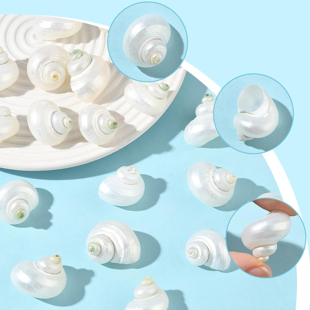 SUNNYCLUE 1 scatola Da 20 pezzi di Conchiglie A Spirale Conchiglie Bianche Naturali Senza Foro Conchiglie A Spirale Turbo Hermit Paguro per Artigianato Riempitivi per Vasi Acquari Spiaggia Feste Decor