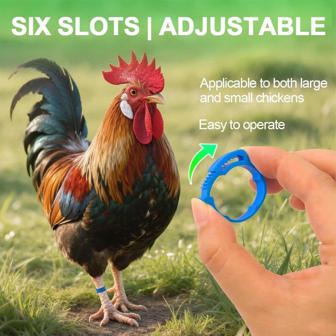 JEYORZY 60 Pcs Gallinas Anillas, Anillo de Pie de Pollo, Anillos de Marcado para Pollos, Gansos, Patos