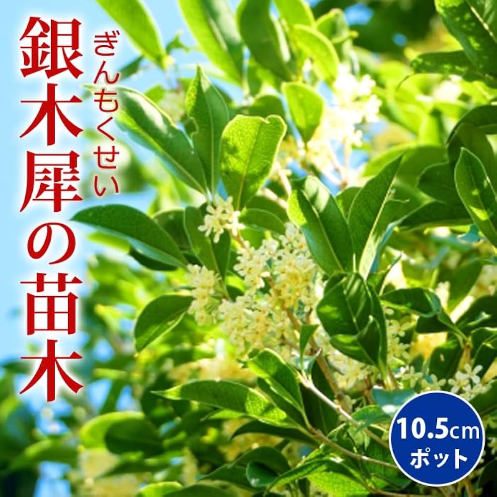 きんもく星 キンモクセイ✳︎ギンモクセイ | iichi 日々の暮らしを心地よく