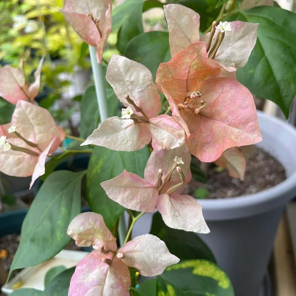 300 Bio Baumwollsamen Gossypium Herbaceum - Exotische Pflanzen Für Balkon & Garten