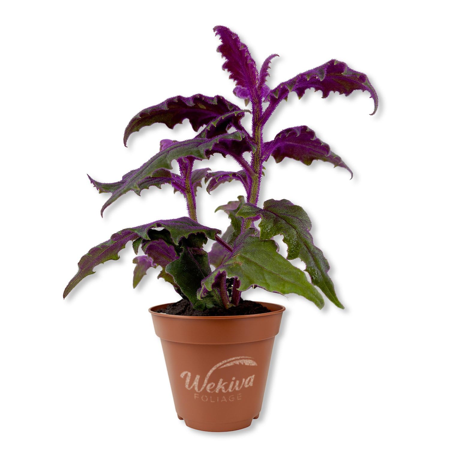 Purple Passion Plant - Gynura Aurantica