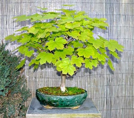 10 Bonsai Seeds Acer Platanoides Princeton Gold European Norway Maple Bulk Seeds T033 Amazon Co Uk Garden Outdoors
