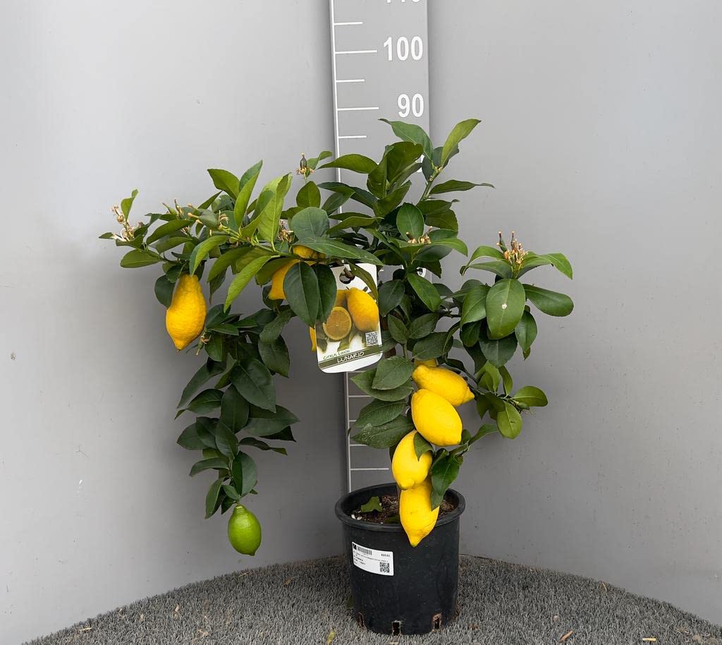SAVINI VIVAI Pianta di Limone Albero Agrumi Lunario Limone ad Alberello in Vaso da 20 cm altezza 70 cm 2-3 Anni di innesto Made Italy