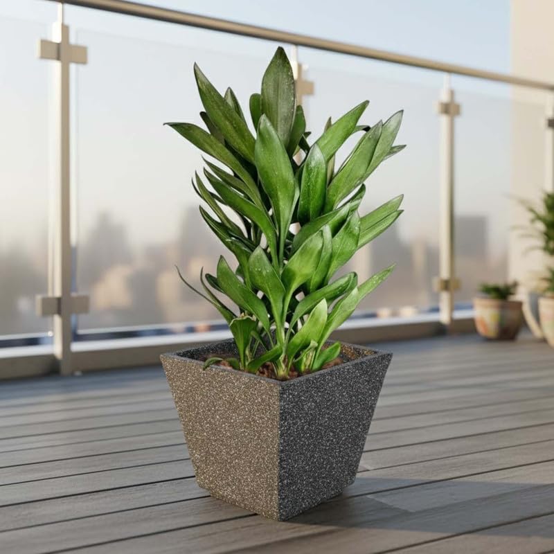 Image of Amazon Brand - Umi 10 Inch Planter Pot | Flower Pot for Indoor & Outdoor Use | Square Shape Planter Pot for Home & Office Decor Balcony & Terrace Gardens (Chorsa, Black)