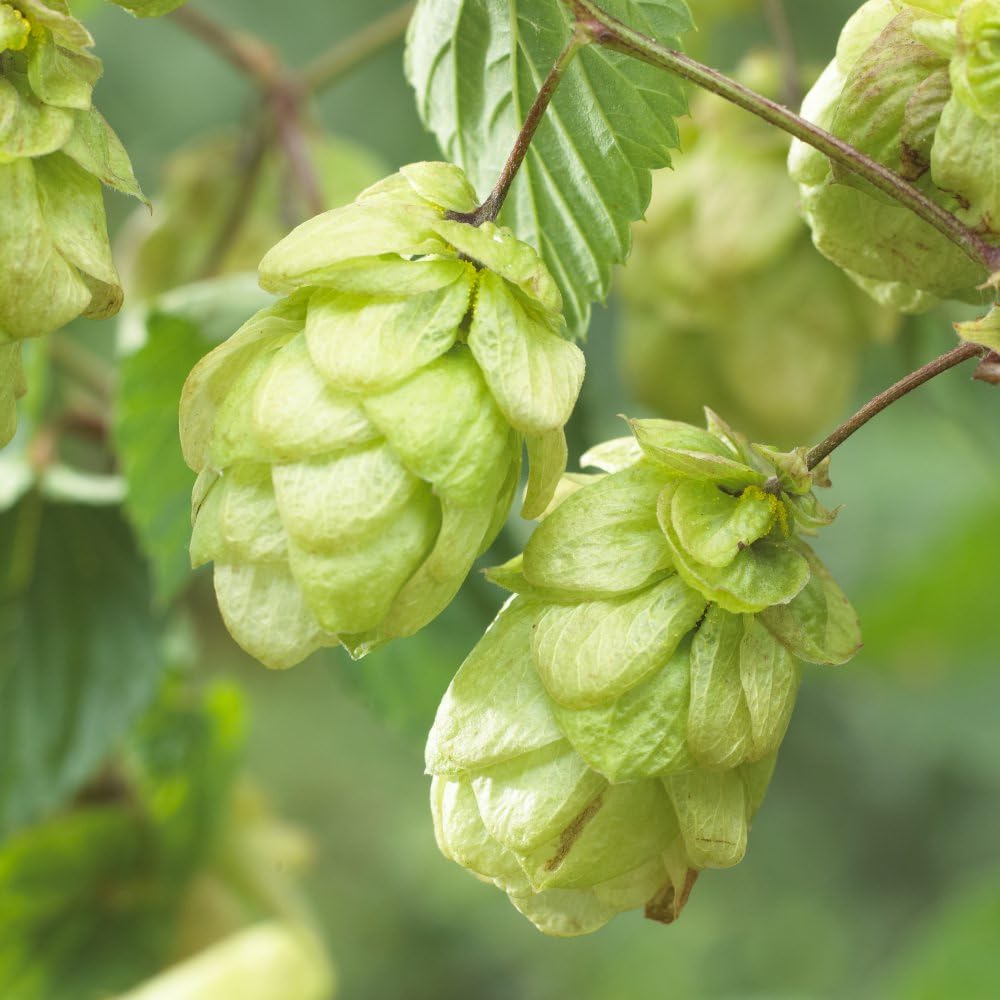 Potted Hardy Garden Climber Hop, Ideal for Wildlife Gardens & Outdoors, Easy to Grow, Summer Flowering, 2X Humulus lupulus (Hops) Plant in a 9cm Pot by Thompson & Morgan