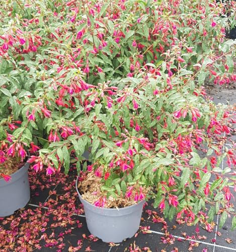 Fuchsia X 'Bernisser Hardy' / Fuchsia arbustif/Conteneur de 3 à 4 litres/Vivace