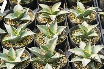 Amazon.co.jp: アガベ・オテロイ(チタノタ・グリーン) 3号ロング Amazon.co.jp: アガベ・オテロイ(チタノタ・グリーン) 3号ロング