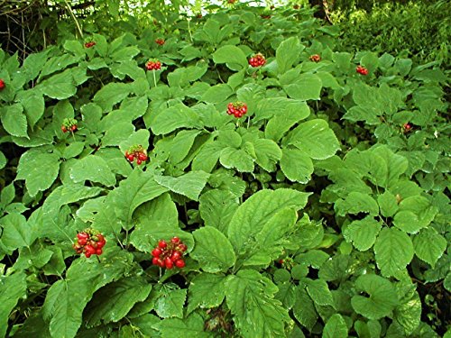 25+ American Pre- Stratified Ginseng Seeds – Now Is the Time to Sow Ginseng by Seeds and Things- Instructions Included 25+ American Pre- Stratified Ginseng Seeds – Now Is the Time to Sow Ginseng by Seeds and Things- Instructions Included