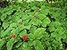 *25+ American Pre- Stratified Ginseng Seeds - Now Is the Time to Sow Ginseng by Seeds and Things- Instructions Included