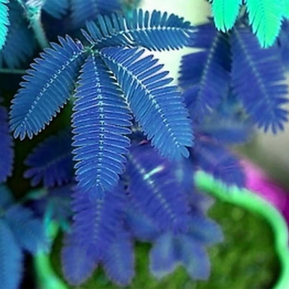 Mimosa Pudica Graines, 100 Pcs, Jardin Bonsaï Pot Plantes Décor Bleu