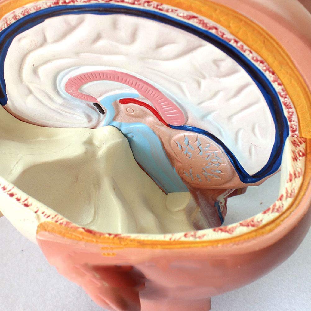 Modèle Anatomique du Torse Humain De 85 Cm, Comprenant 23 Parties Détachables, avec Organes Internes, Idéal pour l'enseignement Scolaire.