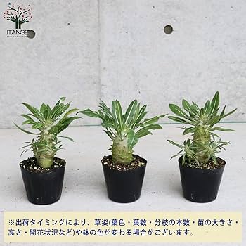 Amazon.co.jp: パキポディウム ホロンベンセ3.5号ポット【品種で