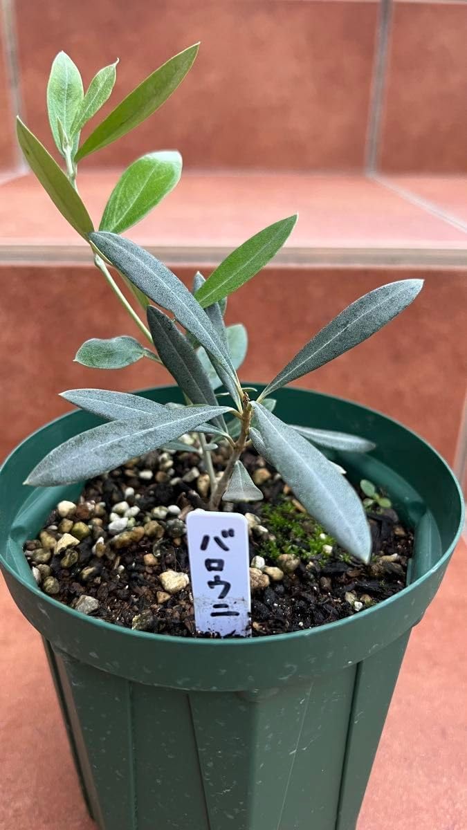 ウンベラータ 8号 特大苗木 フィカス ウンベラータ 曲がり仕立て 9号