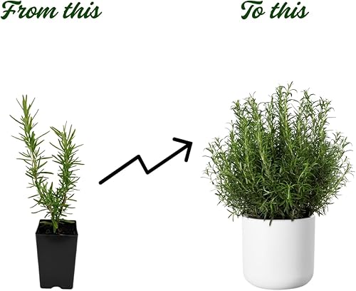 Miniatura 3 de Juego de 2 plantas de romero vivas en maceta de 4 pulgadas, plantas de hierbas de romero verticales, macetas y plantaciones de jardín