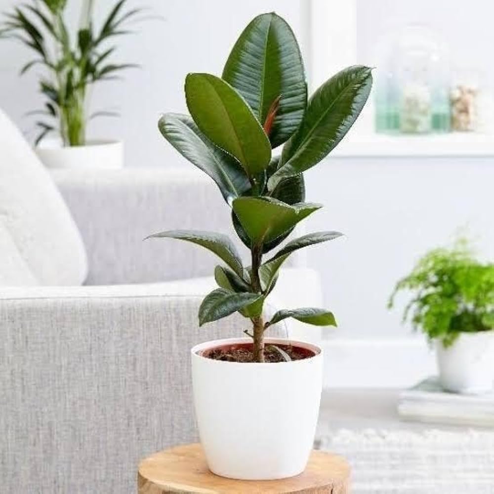 Rubber plant indoor live plant big size (Pack of 1) (B0CRV2YM88) Amazon Price History, Amazon Price Tracker
